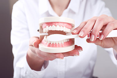 A person s hand holding a toothbrush with a model set of teeth, demonstrating dental hygiene.